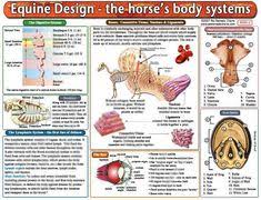 7 Best Horse Anatomy Chart Images In 2015 Horse Anatomy