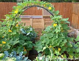 a squash arch for your garden