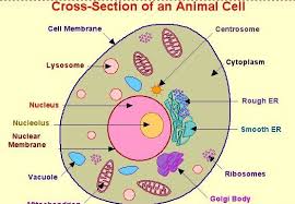 Start studying animal and plant cell coloring. Animal Cell Otaku Wallpaper