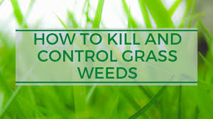 And Control Grass Weeds In