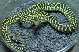 available zebra jungle carpet pythons