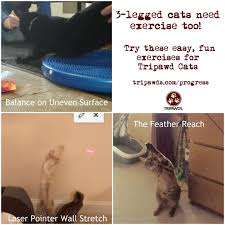 three games for tripawd cat exercises