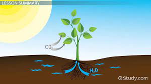 Inputs And Outputs Of Photosynthesis