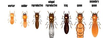 Different types of termites you may see when inspecting your home