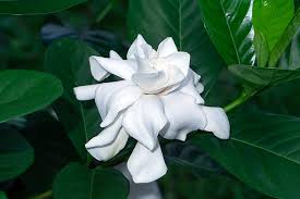 How To Grow And Care For Gardenias