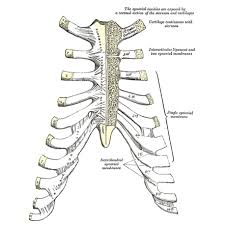 The thoracic cage (rib cage) is the skeletal framework of the thoracic wall, which encloses the thoracic cavity. Ribs Radiology Reference Article Radiopaedia Org