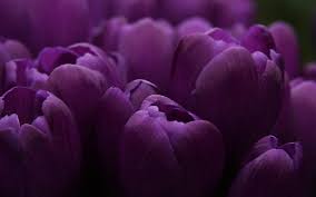 Purple Tulips HD Wallpapers - Top Free ...