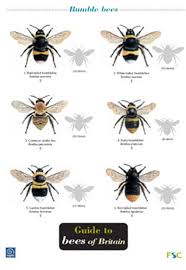 Guide To Bees Of Britain