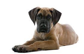 The majestic great dane is known as a. Great Dane Puppy Pictures Lovetoknow