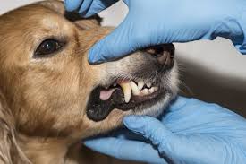 Read about tooth extraction near me pain costs and benefits. The Pain Of Dog Tooth Extraction Cost Petguide