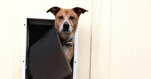 Dog Door Installers In Canberra