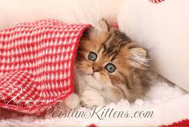 rug hugger persian kittens