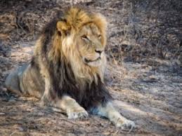 Kebun binatang yang terletak di perbatasan semarang dan kendal ini memiliki berbagai koleksi satwa. 8 Singa Di Kebun Binatang India Diduga Tertular Covid 19
