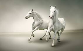 white horses running horses white
