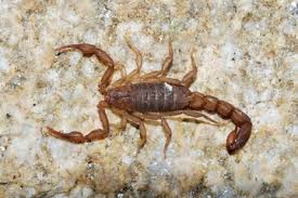 scorpion infestations