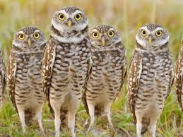 Owls are birds from the order strigiformes /ˈstrɪdʒɪfɔːrmiːz/, which includes over 200 species of mostly solitary and nocturnal birds of prey typified by an upright stance, a large, broad head, binocular vision. 18 Owl Species With Irresistible Faces
