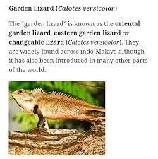 house lizard and garden lizard