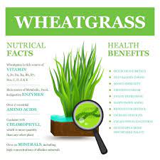 excellent health benefits of wheatgr