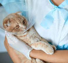 kitty wear a cat cone collar