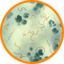 staphylococcus streptococcus center