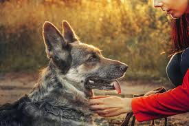 Pet sitting dog walking pet boarding dog training pet grooming pet waste removal doggie pet insurance is a type of insurance which some people may be unfamiliar with, especially when. Benefits Of Hiring A Professional Pet Sitter Pawsome Walks Care