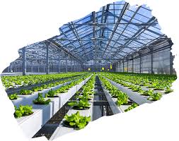 hydroponic farm