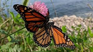 Monarch Populations In The Us West Are Down 86 This Year