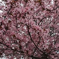 Check spelling or type a new query. Top 13 Flowering Trees For Small Gardens