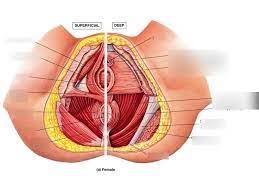 pelvic floor in females diagram