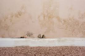 is black mold growing on the carpet