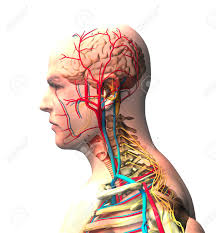 The ribs on both the sides complete the cage. Man Seen From The Side Brain Face X Ray View Of Arteries And Stock Photo Picture And Royalty Free Image Image 116524003
