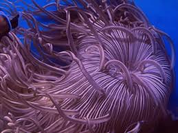 long anemone live c ebay