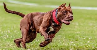 6 most aggressive dog breeds of 2023