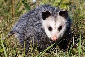 Opossum Habitat Classification