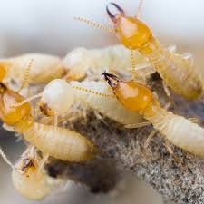 termite control how to get rid of