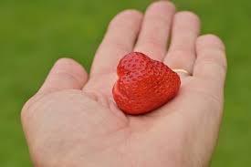 Bentham, Kant, And Why You Must Share Those Strawberries | by Christyl  Rivers, Phd. | Medium