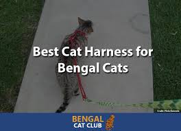 Best Cat Harness For Bengal Cats 2019