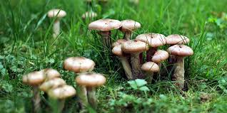 how to get rid of lawn mushrooms in