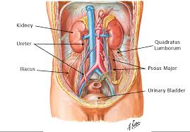 They are named based off of the special function that the organs within that region. Abdominal Organs Anatomy 622 Coursebook