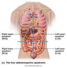 One way is to group them by their location on the anterior, lateral, and posterior regions of. Human Anatomy Torso Diagram Pictures Torso Diagram Human Anatomy Anatomy And Physiology Koibana Info Human Body Organs Human Body Anatomy Body Anatomy