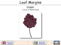 leaf margins university of cky