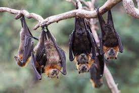 bats are not our enemies scientific