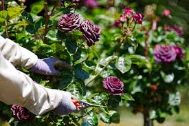 how to grow beautiful roses in your