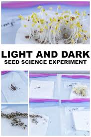 seed science experiment skrafty