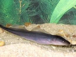 Aba Knife Fish Gymnarchus Niloticus Aba Aba Knifefish Guide