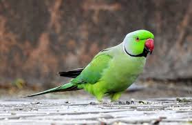 11 common diseases in parrots