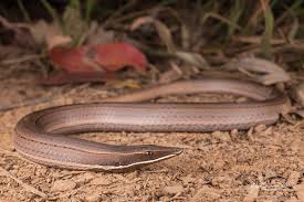 Where to buy and how to take care of this animal have any other questions on this or any other animal message me. Flickriver Burtons Legless Lizard Lialis Burtonis Pool