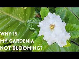 Gardenia Gandharaj Garden Qna