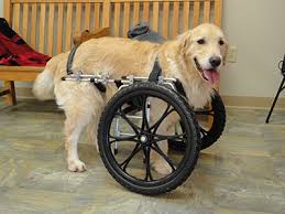 wheelchairs for dogs dog mobility