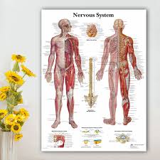 2019 Human Nervous System Chart Poster Map Canvas Painting Wall Pictures For Medical Education Doctors Office Classroom Home Decor No Frame From